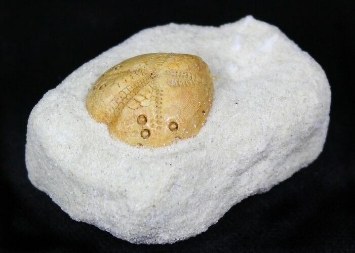 Lovenia Sea Urchin Fossil - Beaumaris, Australia #22154